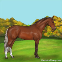Horse Color:Silver Bay 