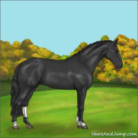 Horse Color:Black 
