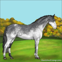 Horse Color:White Spotted Blue Roan Appaloosa 