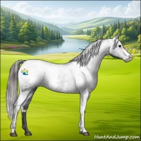 Horse Color:White Spotted Black Appaloosa 