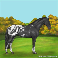 Horse Color:White Spotted Blue Roan Blanket