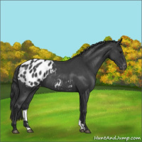 Horse Color:Blue Roan Appaloosa 