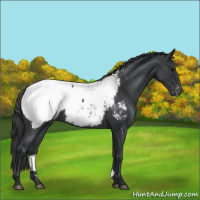 Horse Color:Blue Roan Snowcap 