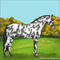 Horse Color:Blue Roan Leopard 
