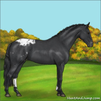 Horse Color:Blue Roan Appaloosa