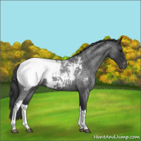 Horse Color:Blue Roan Near Fewspot 