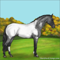 Horse Color:Blue Roan Near Fewspot 