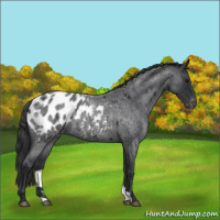Horse Color:Blue Roan Appaloosa 