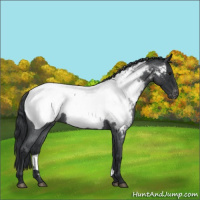 Horse Color:Blue Roan Appaloosa