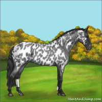 Horse Color:Blue Roan Near Leopard 