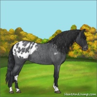 Horse Color:Blue Roan Appaloosa 