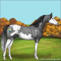 Horse Color:Blue Roan Splash Frame Snowcap 