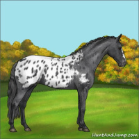 Horse Color:Blue Roan Appaloosa 