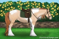 Horse Color:Buckskin Pearl Tobiano