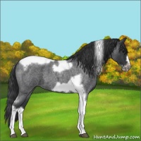 Horse Color:Blue Roan Tobiano Frame Appaloosa 