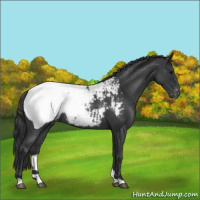 Horse Color:Blue Roan Snowcap Rabicano 