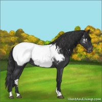 Horse Color:Blue Roan Near Fewspot 