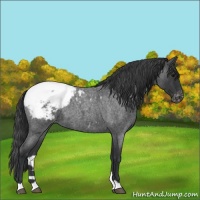 Horse Color:Blue Roan Snowcap 