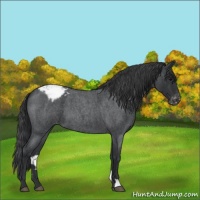 Horse Color:Blue Roan Varnish 