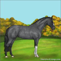 Horse Color:Blue Roan Varnish 