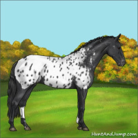 Horse Color:Blue Roan Near Leopard 