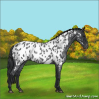 Horse Color:Blue Roan Near Leopard Rabicano 