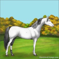 Horse Color:Blue Roan Fewspot 