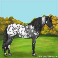 Horse Color:White Spotted Blue Roan Near Leopard 