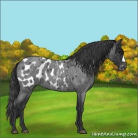 Horse Color:Blue Roan Blanket 