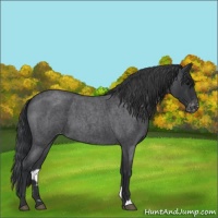 Horse Color:Blue Roan Appaloosa