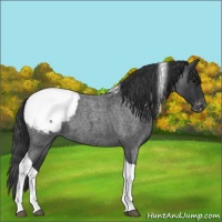 Horse Color:Blue Roan Tobiano Snowcap 