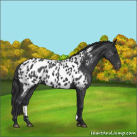 Horse Color:Blue Roan Appaloosa 