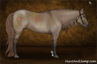 Horse Color:Liver Red Dun 