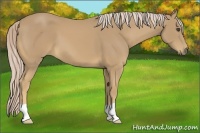 Horse Color:Palomino 