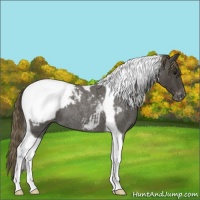 Horse Color:Smoky Blue Roan Tobiano Appaloosa 