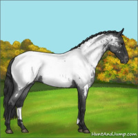 Horse Color:Blue Roan Appaloosa