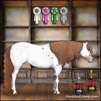 Horse Color:Liver Red Dun Appaloosa 