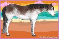Horse Color:White Spotted Brown Splash