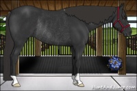 Horse Color:Liver Chestnut Rabicano 