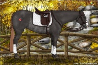 Horse Color:Liver Chestnut Rabicano 