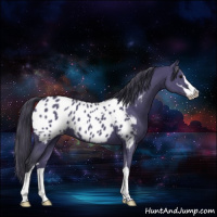 Horse Color:Grullo Sabino Appaloosa 