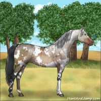 Horse Color:White Spotted Brown Dun Mushroom Rabicano 