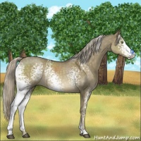 Horse Color:White Spotted Chocolate Palomino Dun Mushroom Sabino Rabicano 