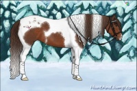 Horse Color:Liver Chestnut Tobiano