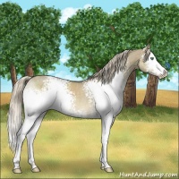 Horse Color:White Spotted Chocolate Palomino Dun Mushroom Sabino Rabicano