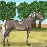Horse Color:White Spotted Liver Red Dun Mushroom Rabicano 