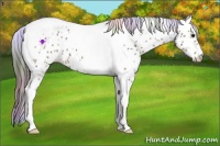 Horse Color:Nacre Bay Ice Tobiano Appaloosa