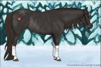 Horse Color:Liver Chestnut Rabicano 