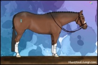 Horse Color:Liver Chestnut 