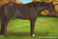 Horse Color:Liver Chestnut